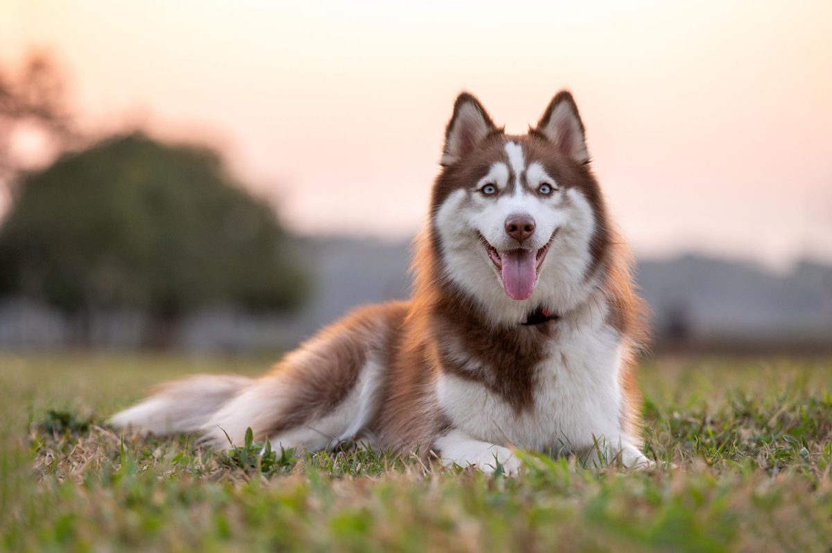 Photo courtesy of Petfinder.